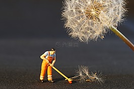 花,蒲公英,odkvitnutá 蒲公英