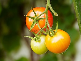 西紅柿,水果,蔬菜