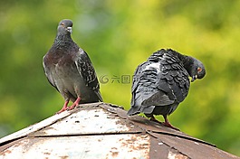 鳥,鴿子,羽毛比賽