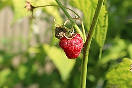 食品,水果,花園