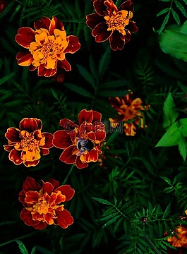 夏季,鮮花,大黃蜂