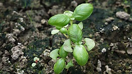 羅勒,草藥,綠色
