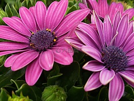 花,雏菊,紫色