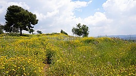 原野,以色列,野生花卉