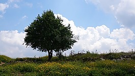 以色列,原野,云