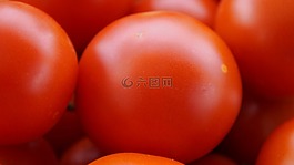 蕃茄,紅色,成熟