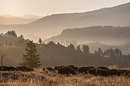 野牛群,野生動物,水牛
