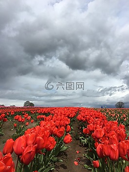 郁金香,紅色,暴風(fēng)雨的烏云