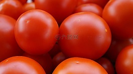 蕃茄,紅色,成熟