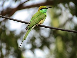 beeeater,小,绿色