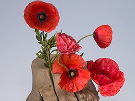 罌粟,klatschmohn,罌粟花
