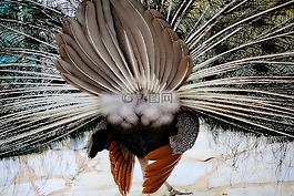 孔雀,鳥,揮發性