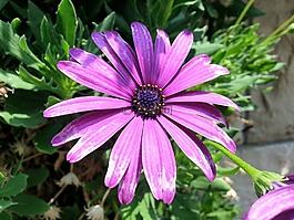 雛菊,purply,花