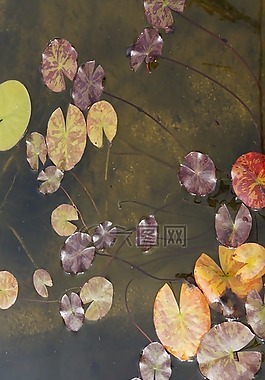 睡蓮,水,水生植物