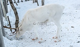 馴鹿,白,鹿角