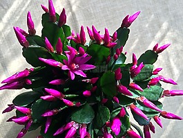 仙人掌,weihnachtskaktus,盆栽的植物