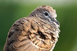 動物,動物攝影,鳥
