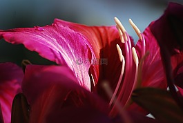 性質(zhì),花卉,花瓣