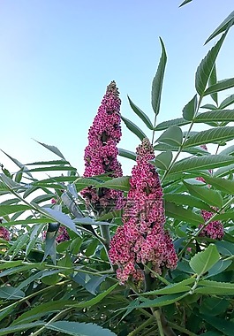 花,自然,植物