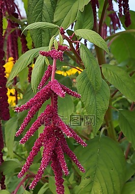 花,粉紅色,廠