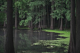 森林,湖,苔