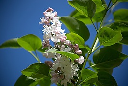 盛開,開花,植物區(qū)系