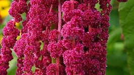 花,開花,粉紅色
