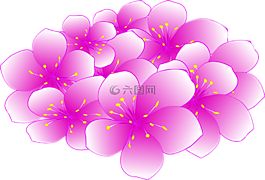 櫻花,花,さくら