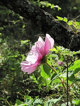 森林,植物,性質(zhì)