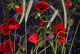 罌粟,klatschmohn,罌粟花