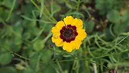 花,黃色,開(kāi)花