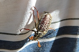 甲虫,赫鲁晓夫,夏季