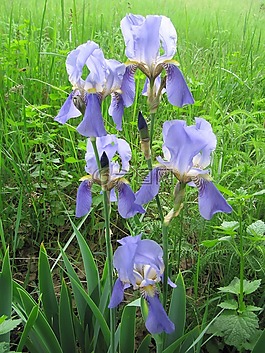 鳶尾花,丁香,花卉