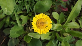 花,黃色,開花