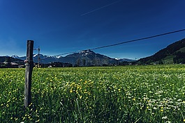 草地,景觀,夏季