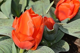 花卉,性質(zhì),植物