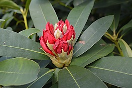植物,性質(zhì),花卉