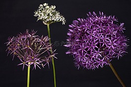 大蒜,開花,裝飾大蒜