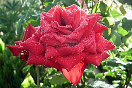 性质,花园,花