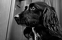 動物,狗,黑色