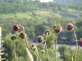 budyak,水飛薊,粉色