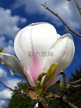 玉蘭,開花,粉紅色