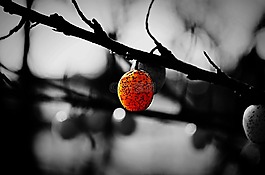 性質(zhì),支,漿果