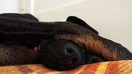 狗,困了,睡眠
