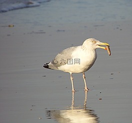 海鷗,海灘,海