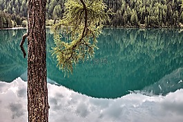 湖,湖泊,樹