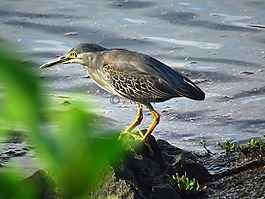 鷺,鳥,河