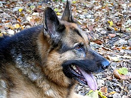 德國牧羊犬,狗,林