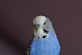 便宜,鳥,長尾小鸚鵡