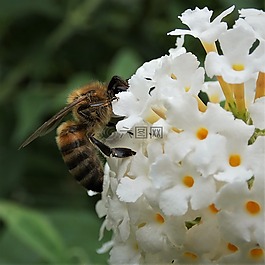 蜜蜂,花蜜,開花